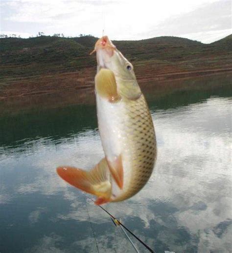 釣魚影響運勢